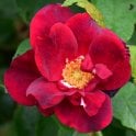 Autumn Fire Bare Root Rose