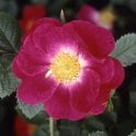 Anne Of Geierstein Bare Root Rose