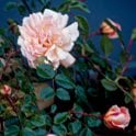 Auguste Gervais Bare Root Rose
