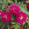 Amadis (Rambling Rose) Bare Root Rose
