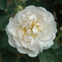 Alba Maxima Potted Rose
