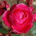 Alexander Mckenzie (Shrub Rose) Bare Root Rose