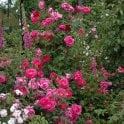 Adam Messerich Potted Rose