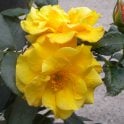 Ambassador Nogami Potted Rose