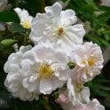 Adelaide D'Orleans Potted Rose