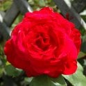 Alecs Red Potted Rose