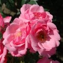 Armada Potted Rose