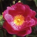 Amy Robsart Bare Root Rose