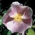 Anemone Rose Bare Root Rose