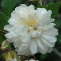 Alister Stella Gray Potted Rose