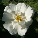 Alba Semi-Plena Potted Rose