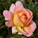 Alpine Sunset Potted Rose