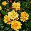 Autumn Sunset Potted Rose