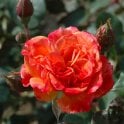 Alison Wheatcroft (Shrub Rose) Bare Root Rose