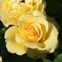 Anniversary Wishes Potted Rose