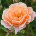 Bordure Abricot Potted Rose
