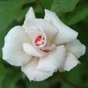 Bloomfield Abundance Bare Root Rose