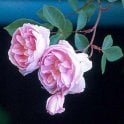 Baltimore Belle Bare Root Rose