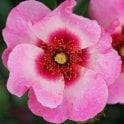 Bright As A Button Potted Rose