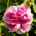 Blush Damask Bare Root Rose