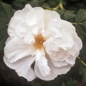 Blanc Double De Coubert Potted Rose