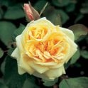 Bouquet D'Or Bare Root Rose