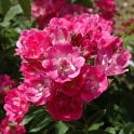 Belinda Bare Root Rose