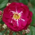 Baby Faurax Potted Rose