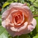 Beryl Felicia Manthorp Potted Rose