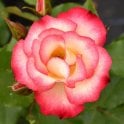 Birthday Girl Potted Rose