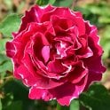Baron Girod De L'Ain Bare Root Rose