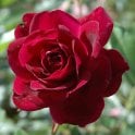 Burgundy Ice Potted Rose