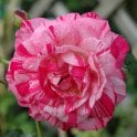 Bright Ideas Potted Rose