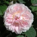 Belle Isis Bare Root Rose