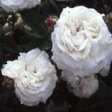 Blanchefleur Bare Root Rose