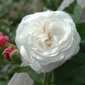 Boule De Neige Potted Rose