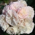 Bouquet Parfait Potted Rose