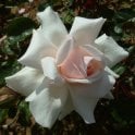 Beatrix Potter (tm) Potted Rose