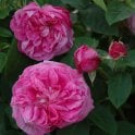 Baronne Prevost Bare Root Rose