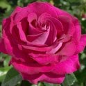 Belles Rives Potted Rose