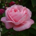 Baroness Rothschild Bare Root Rose