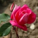 Bon Silene Bare Root Rose