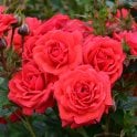 Birthday Wishes Potted Rose