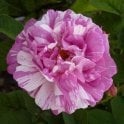 Camaieux Potted Rose