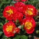 Cambridgeshire Potted Rose