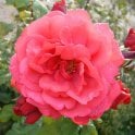 Cerise Bouquet Potted Rose