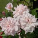 Cecile Brunner (Bush) Potted Rose