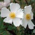 Cooper's Burmese Bare Root Rose