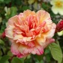 Clementina Carbonieri Bare Root Rose