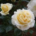 Creme De La Creme Potted Rose